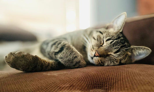 How to Stop My Cat from Spraying on Furniture: A Complete Guide to Ending Urine Marking in the House