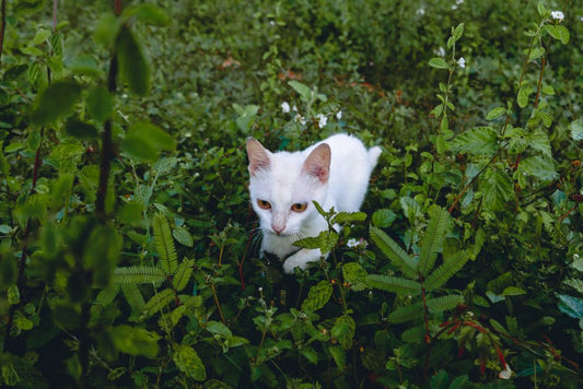 The Chemical-Free Cat Outdoor Safety Guide: Natural Strategies for a Safer Habitat