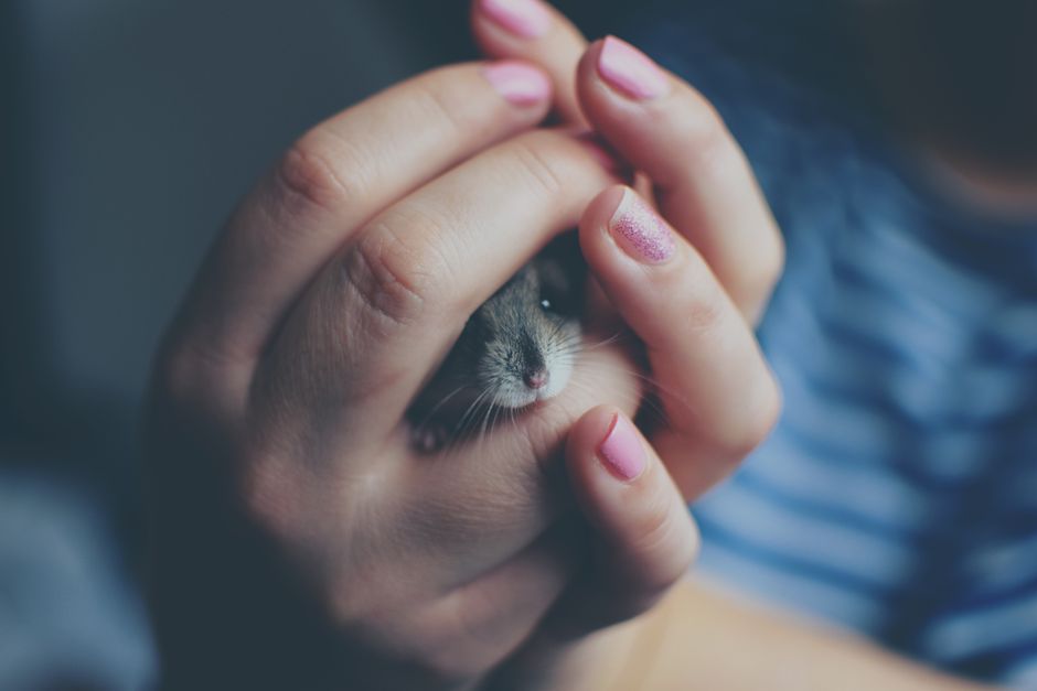 Vet-Approved Tips for Keeping Your Hamster Healthy and Happy