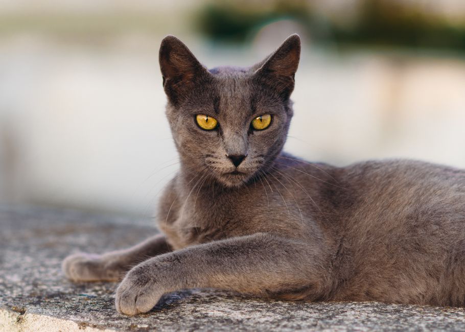 Complete Guide to Pet Ear and Eye Care in Summer: Essential Tips and Products
