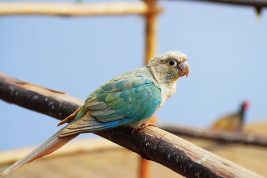 Chemical-Free Bird Care: Natural Solutions for a Healthier Aviary