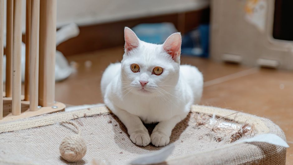 How to Stop Your Cat from Scratching Carpets: Effective Solutions and Training Tips