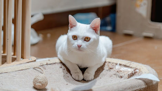 How to Stop Your Cat from Scratching Carpets: Effective Solutions and Training Tips