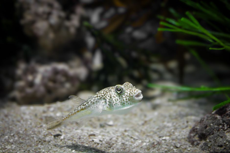 Aquarium Gravel vs. Sand: Choosing the Best Substrate for Your Tank