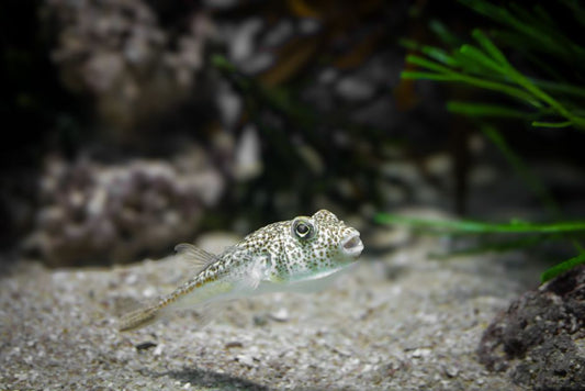 Aquarium Gravel vs. Sand: Choosing the Best Substrate for Your Tank