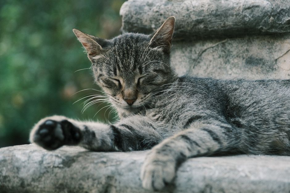 The Complete Step-by-Step Guide to Exotic Pet Care: From Hygiene to First Aid