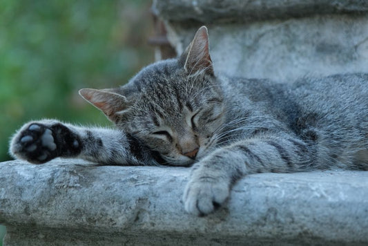 How to Help Your Senior Cat Adjust to a New Home: A Step-by-Step Guide