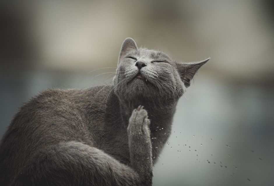 The Complete Guide to Natural Remedies for Cat Behavior Problems: Solving Scratching, Spraying, and Aggression Without Chemicals