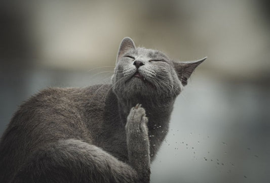 The Complete Guide to Natural Remedies for Cat Behavior Problems: Solving Scratching, Spraying, and Aggression Without Chemicals