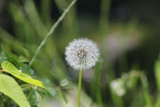 7 Common Weed Control Mistakes That Sabotage Your Garden