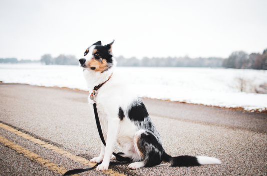 Natural Dog Training: The Complete Chemical-Free Approach to a Well-Behaved Pup
