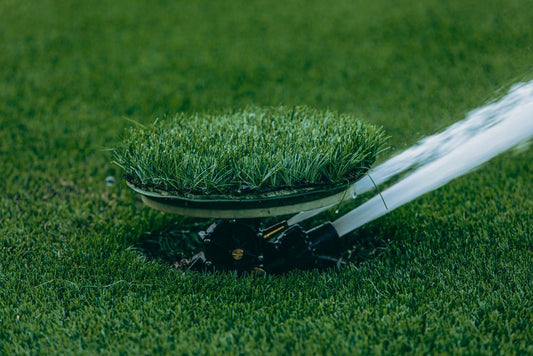 Compact Lawn Care: A Complete Guide to a Thriving Miniature Turf