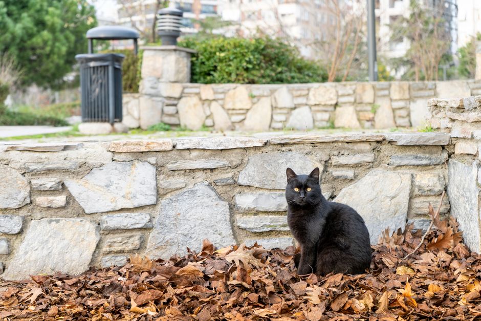 7 Silent Signs Your Outdoor Cat Needs Veterinary Attention Now
