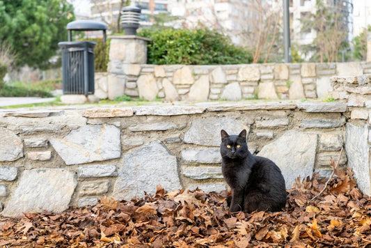 7 Silent Signs Your Outdoor Cat Needs Veterinary Attention Now
