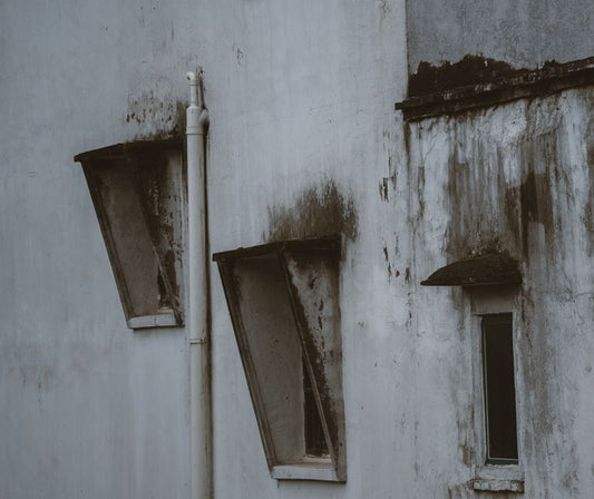 Professional Tips for Mold and Mildew Removal That Actually Work