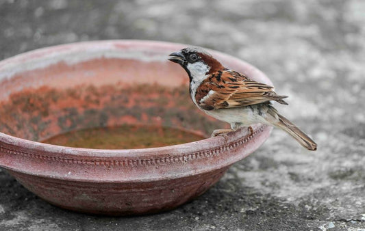 Summer Bird Care: Keeping Your Feathered Friend Cool, Hydrated, and Comfortable