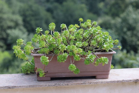 The Apartment Lawn: How to Cultivate a Lush Green Space on a Balcony or Patio