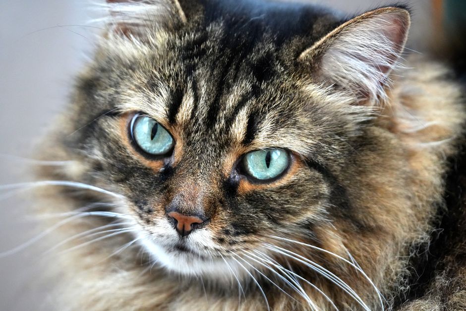 Siberian Cat vs Maine Coon: Which Hypoallergenic Giant Reigns Supreme?