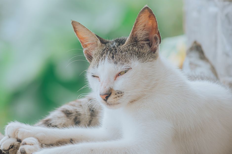 Vet-Approved Tips for Managing Pet Eye and Ear Discharge Without Harsh Chemicals