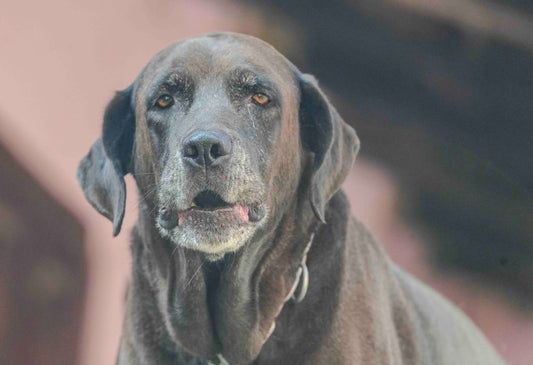 Recognizing the Early Signs of Mobility Decline in Senior Dogs
