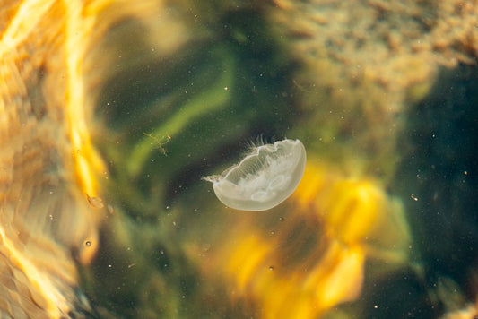 The Complete Chemical-Free Guide to Crystal Clear Aquarium Water