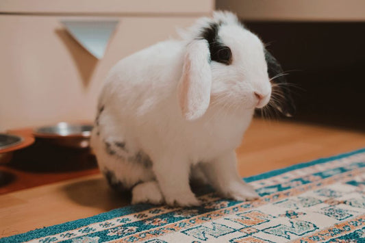 How to Stop a Rabbit From Digging Up Carpet and Flooring