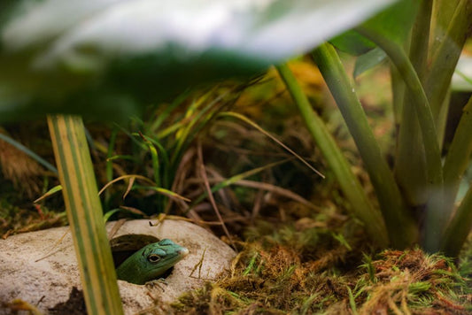 The Hidden Hazards of Reptile Keeping: Essential Prevention Tips for a Healthy Habitat