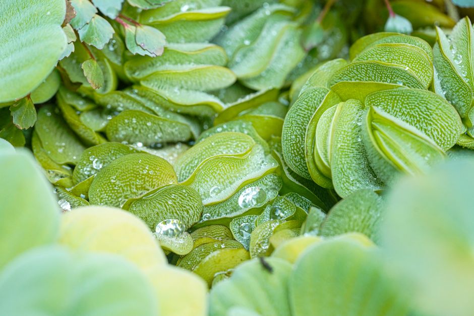 How to Use Self-Watering Globes for Balcony Lettuce and Prevent Overwatering at Home
