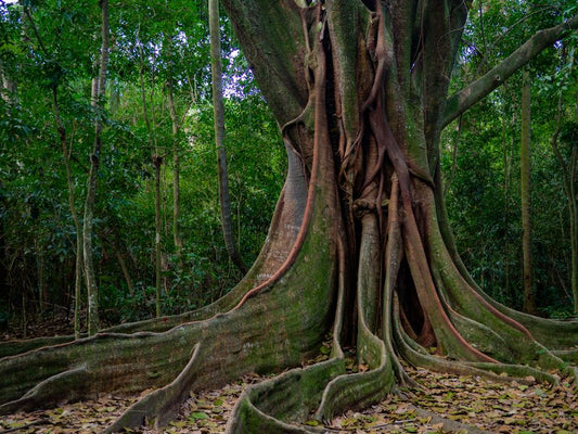 How to Save a Root-Bound Rubber Plant Without Killing It