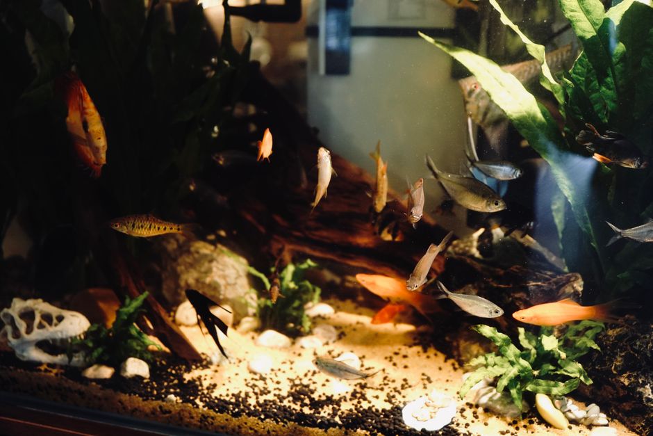Compact Aquarium Care: The Must-Have Low-Maintenance Setup for Small Apartments