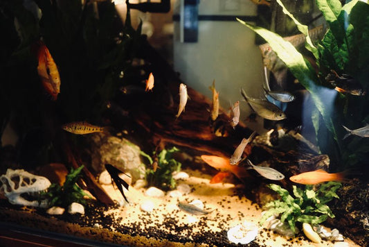 Compact Aquarium Care: The Must-Have Low-Maintenance Setup for Small Apartments