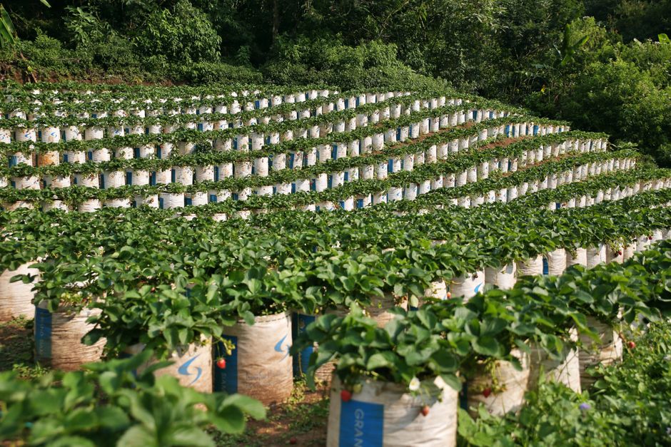 The Organic Strawberry Grower’s Guide to Building Living Soil Without Synthetic Fertilizers