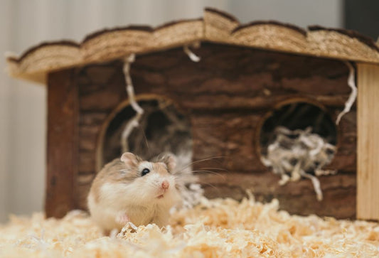 Small Apartment Small Pet Starter System: The Complete Guide