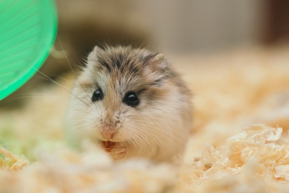 The Essential Hamster Emergency Preparedness Guide: What Every Small Animal Owner Must Know