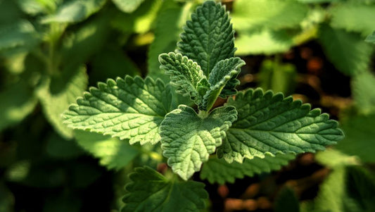 Natural Remedies to Keep Your Cat Safe Outdoors Without Harsh Chemicals