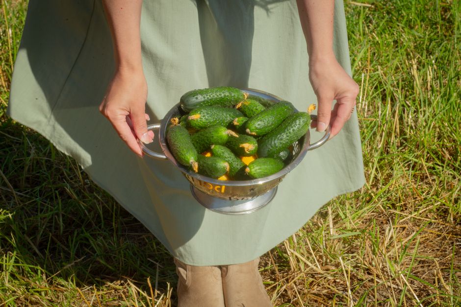 The Complete Guide to Growing Cucumbers in Small Spaces: Tools and Techniques for Big Harvests