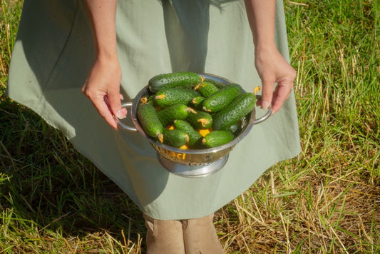 The Complete Guide to Growing Cucumbers in Small Spaces: Tools and Techniques for Big Harvests
