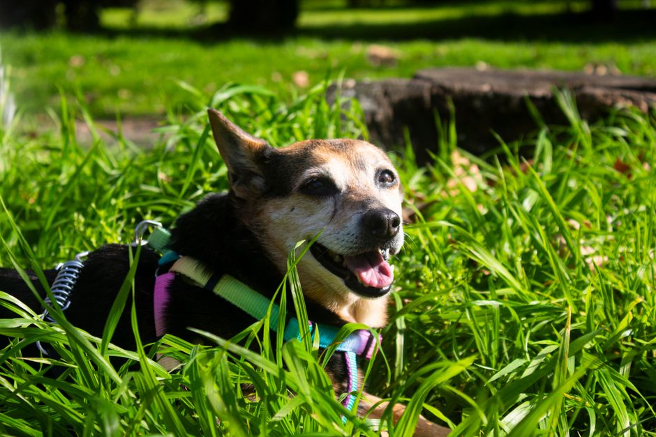 Essential Summer Care System for Dogs: Beat the Heat and Keep Your Pup Comfortable