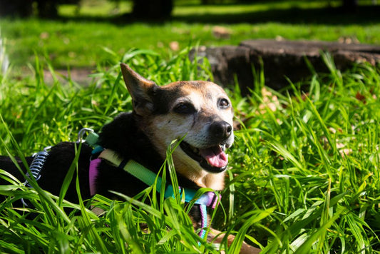 Essential Summer Care System for Dogs: Beat the Heat and Keep Your Pup Comfortable