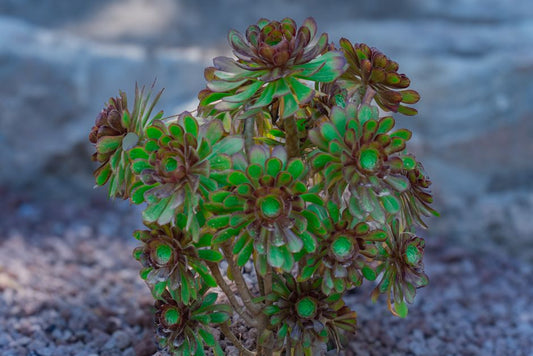 Best Drought Tolerant Plants on a Budget: Essential Tools and Tips for Thrifty Gardeners