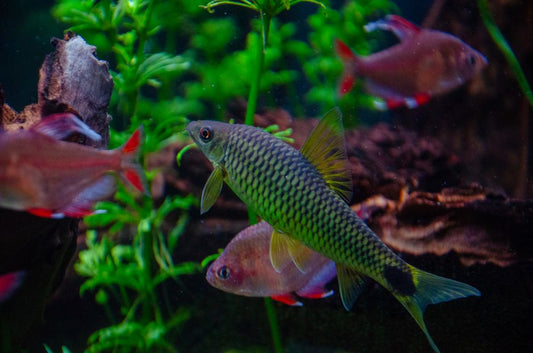 How to Remove Fish Tank Algae Without Harming Your Aquarium Fish
