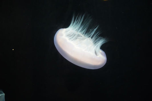 8 Silent Signs Your Aquarium Is Unhealthy and What They Mean