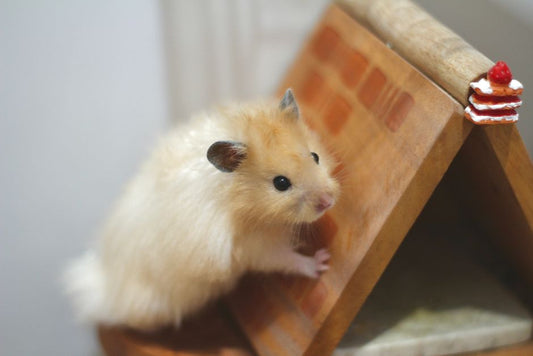 The Beginner’s Ultimate Guide to Setting Up a Hamster Habitat That Actually Works