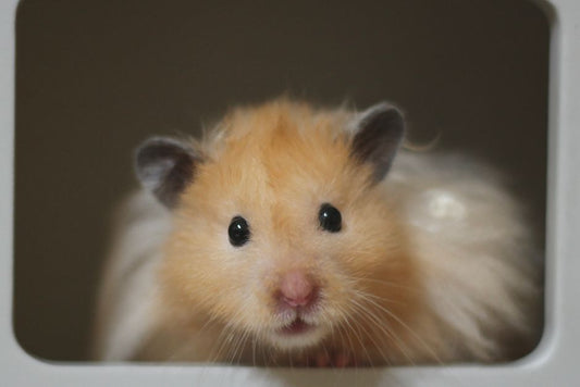 Step-by-Step Guide to Deep Cleaning a Hamster Cage Without Stressing Your Pet