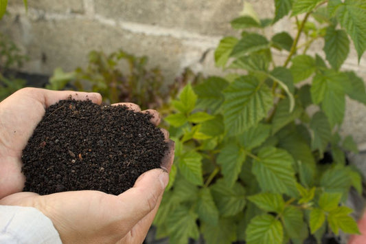 The Kid-Friendly Guide to Fertilizing Plants: A Hands-On Adventure