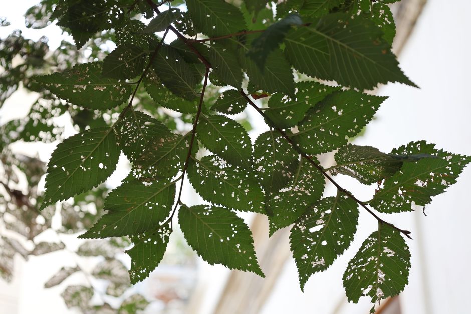 Seasonal Plant Disease Prevention: A Complete Guide to Year-Round Garden Health