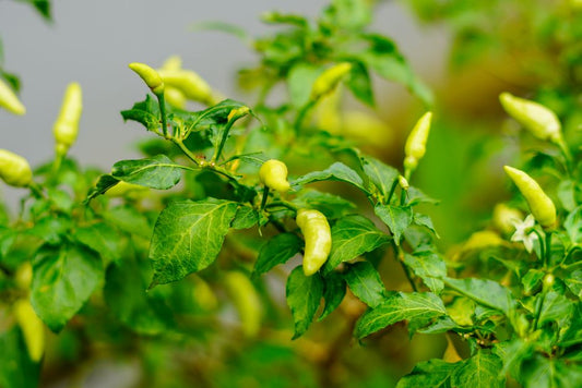 The Complete Guide to Growing Peppers in Small Spaces