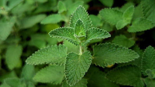 How to Grow Catnip Indoors Without Killing It: Essential Tips for a Happy Cat-Safe Garden