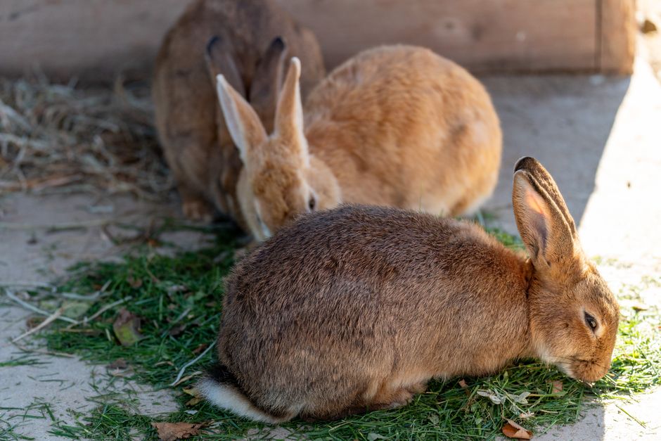 How to Stop a Rabbit from Shedding Excessively and Keep Your Home Fur-Free
