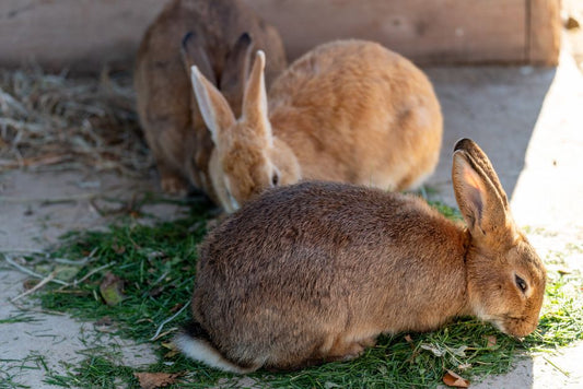 How to Stop a Rabbit from Shedding Excessively and Keep Your Home Fur-Free